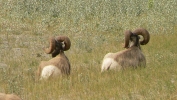PICTURES/Jasper National Park - Alberta Canada/t_Mountain Sheep7.JPG
